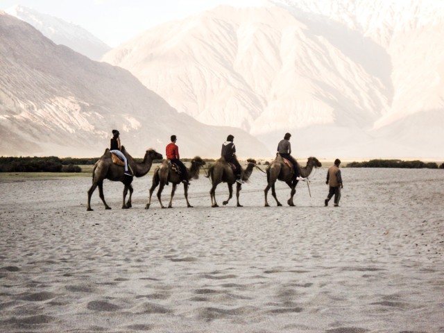 nubra valley camels