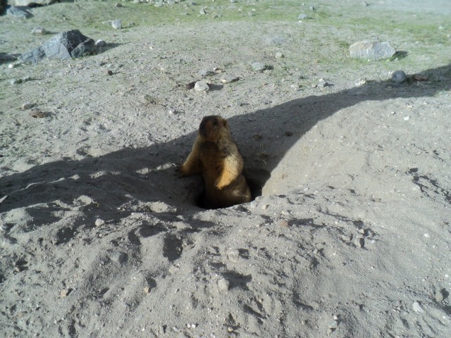 marmot enroute pangong lake
